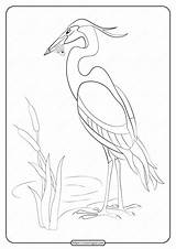 Heron sketch template