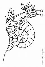 Snail Coloring Pages Color Animal Sheets Printable Female Snails Found sketch template