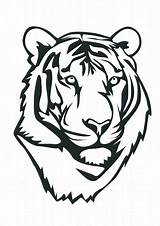 Tigers Detroit Coloring Pages Color Tiger Kids Library Clipart Face Drawing sketch template