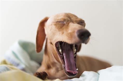 dog breeds prone  dental disease