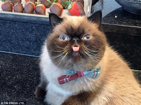 ugly cats are posted on purrtacular website daily mail online