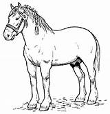 Horse Draft Coloring Pages Template sketch template