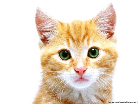 cat face image amazing wallpapers