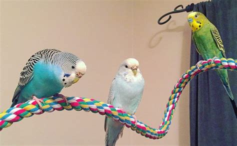 Pin On Budgie Info