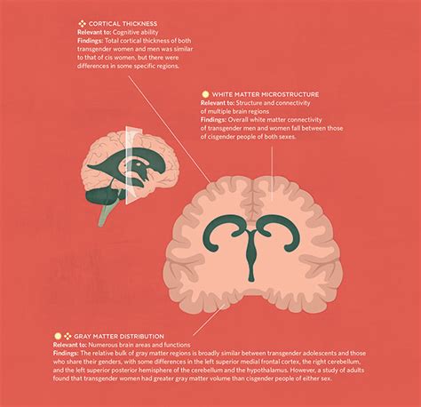 infographic searching for the neural basis of gender