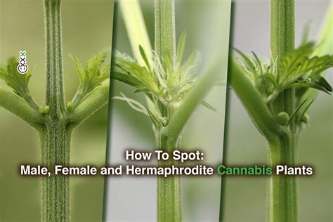 How To Spot Male Female And Hermaphrodite Cannabis