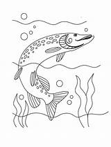 Freshwater Pike sketch template