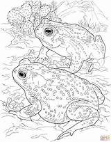 Toad Frog Rospo Colorare Lionne Sonoran Designlooter Bullfrog Coloriage sketch template