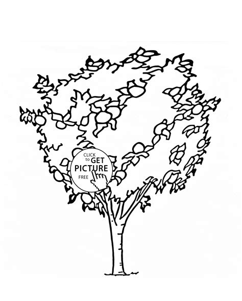 orange tree fruit coloring page  kids fruits coloring pages