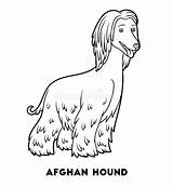 Colorare Levriero Afghan Hound Coloring Razze Afgano Cani sketch template