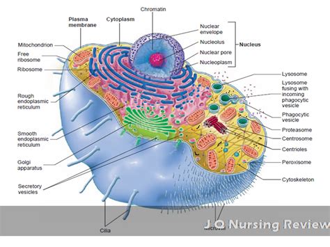 jq nursing review ap lecture   cell