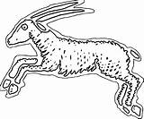 Coloring Antelope Jumping Side Wecoloringpage sketch template