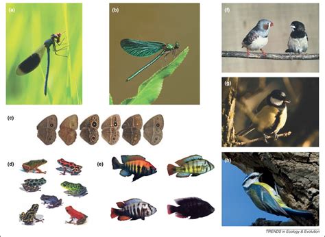 The Impact Of Learning On Sexual Selection And Speciation Trends In