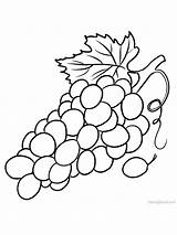 Grapes Vineyard sketch template