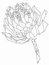 Protea Coloring Flower Pages Printable Drawing King Flowers Sketch Supercoloring Template Colouring Outline Designs Drawings Watercolor Floral Croquis Cards Categories sketch template