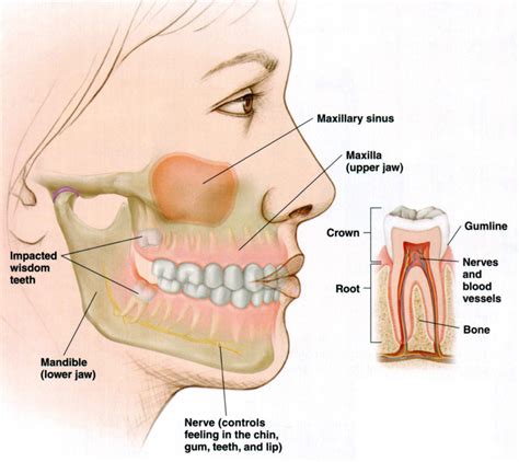 symptoms and signs that your wisdom teeth are coming in boston
