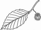 Leaf Coloring Pages Printable Kids Draw Leave sketch template