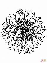 Sunflower Coloring Pages Head Printable Sunflowers Color Drawing Outline Simple Realistic Clipart Online Silhouettes Template Flower Border Vans Colouring Flowers sketch template