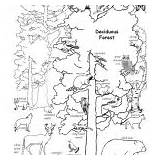 Forest Deciduous Coloring Labeled Biomes Habitats Animals Col Category Desert Coloringnature Plants sketch template