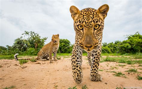 curious leopard colour print  burrard lucas