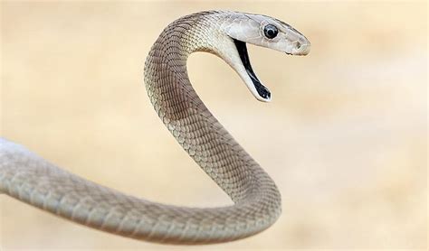 amazing black mamba snake black mamba facts  information habitats news world