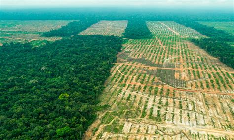 deforestacion  cambio de uso de la tierra en el mundo