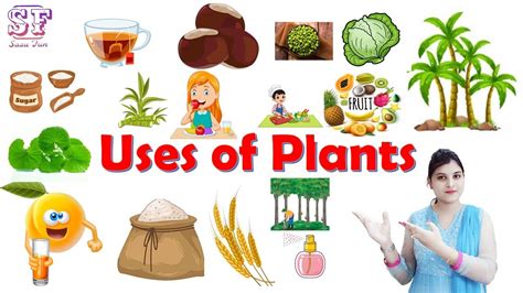 plants plants  plant give   plants  kids plants