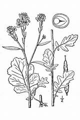 Mustard Plant Plants Drawing Sketch Flora Britton 1913 Illustrated Nrcs Usda Database Brown Wildfoodshomegarden sketch template