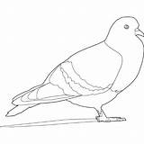 Drawing Pigeons Coloring Kids Printable Getdrawings sketch template