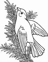Vogel Vogels Mammals Pages Finch Goldfinch Dieren Docentenplein Eendjes Bird sketch template