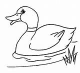 Bebek Canard Anatre Pato Patos Mewarnai Pintar Ducks Facile Berenang Borduurwerk Vogel Netart Clipartmag Março Lucu sketch template