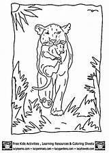 Coloring Pages Lioness Sheets Lion Cub Color Print Animal Learns Choose Board Coloringtop sketch template