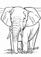 Elefanti Elefante Stampare Pianetabambini Africano Animali Singolarmente sketch template