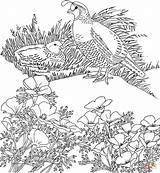 Coloring Pages Quail California Poppy Flower Valley Printable State Quails Bird Adult Birds Drawing Supercoloring Color Kids Golden Books sketch template