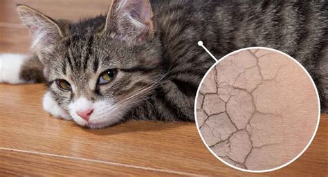 cat skin diseases  tips  deal  cat skin problems