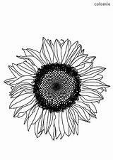 Sonnenblume Sunflower Ausmalbilder Sonnenblumen Blumen Ausmalbild sketch template