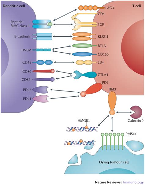killer cell lectin  receptor subfamily  member  cancer biology