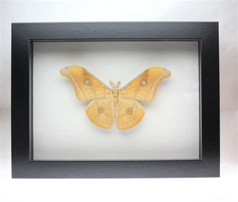 real silk moth framed insect bug antheraea frithi etsy