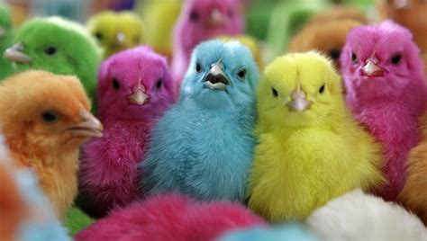 dyed chicks go for less than a dime boing boing