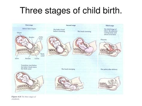 chapter  prenatal development birth  newborns readiness