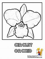 Orchid Coloring Flower Pages Iris Drawing Circlet Comments Designlooter Getdrawings Coloringhome sketch template