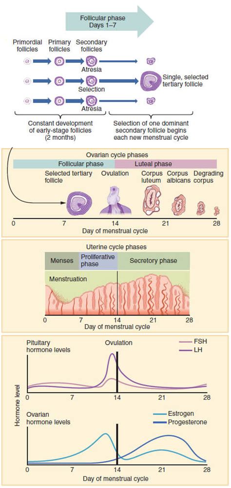 The Menstrual Cycle And Contraceptives A Complete Guide