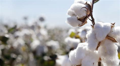 Lsandco Joins Others In Signing Sustainable Cotton Communiqué Levi Strauss