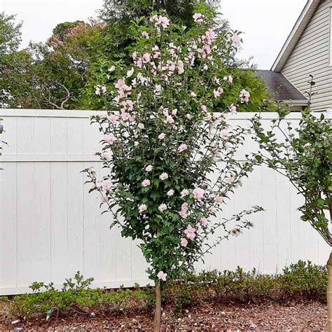 pink rose of sharon althea trees for sale