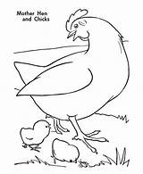 Hen Chicks Coloring Mother sketch template