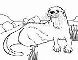 Otter Coloring Pages River Sea Drawing Otters Outline Baby Colouring Drawings Animal Getdrawings Printable Getcolorings Color Family Print Choose Board sketch template