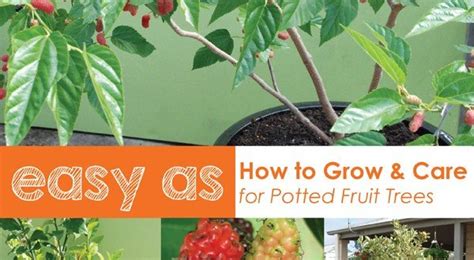 grow fruit trees  pots   garden magazine