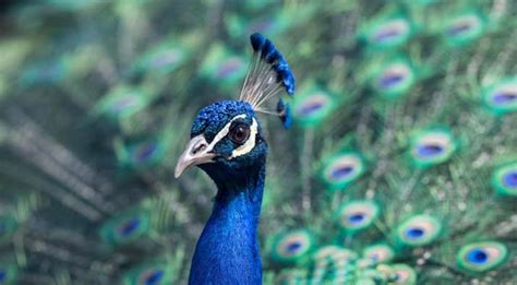 ‘peacocks do have sex bird experts deflate rajasthan judge s claims
