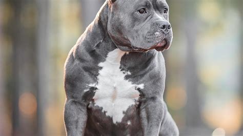 breed complete bullies elite xl american bully kennel