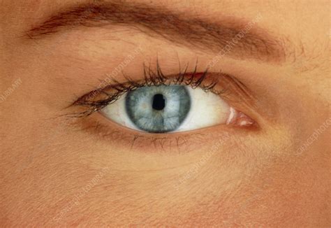 woman s eye stock image p420 0258 science photo library